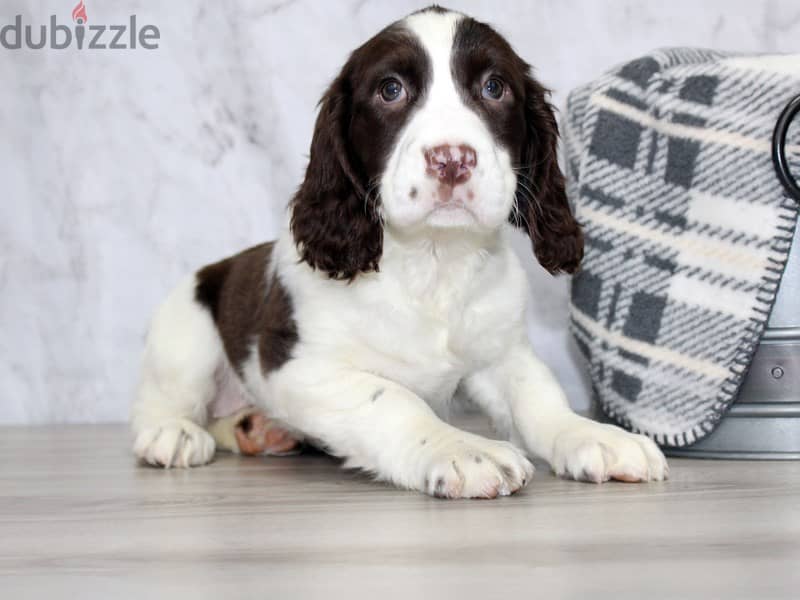 Whatsapp me +96555207281 English springer spaniel puppies for sale 1