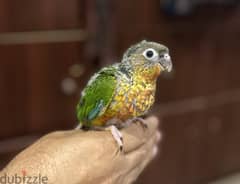 Conure baby bird- 35 kd 0