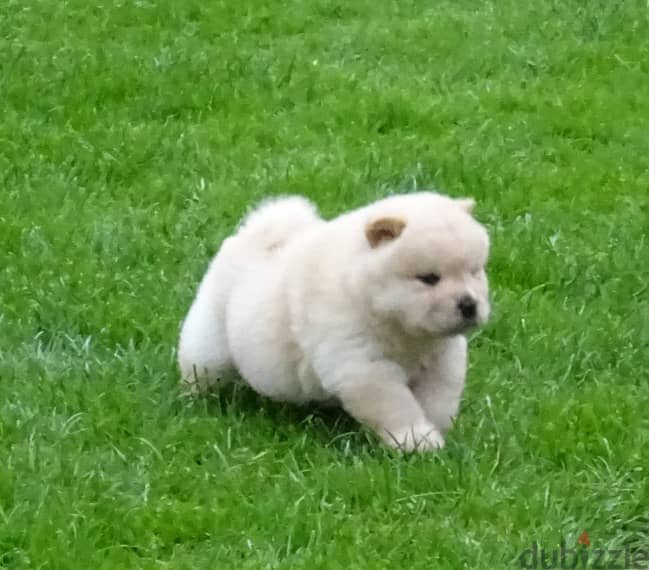 Whatsapp me +96555207281 Chow Chow  puppies for sale 1