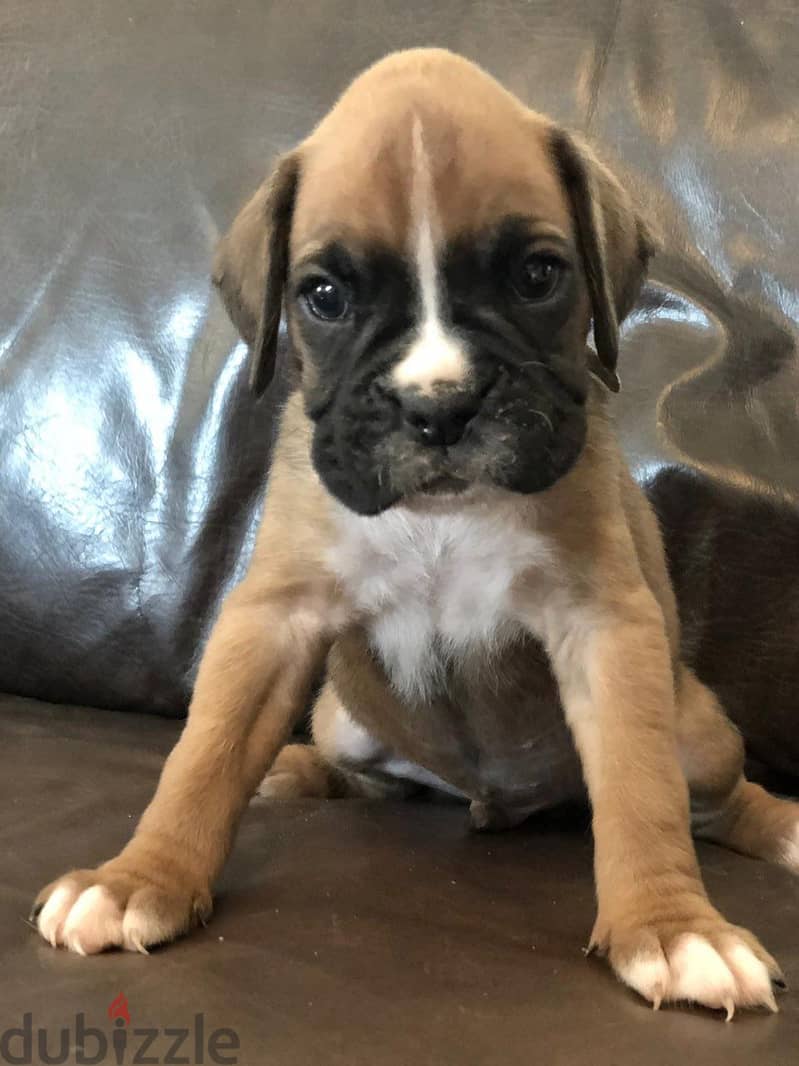 Whatsapp me +96555207281 Boxer puppies for sale 1