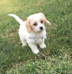 Whatsapp me +96555207281 Bichon Frise  puppies for sale 0