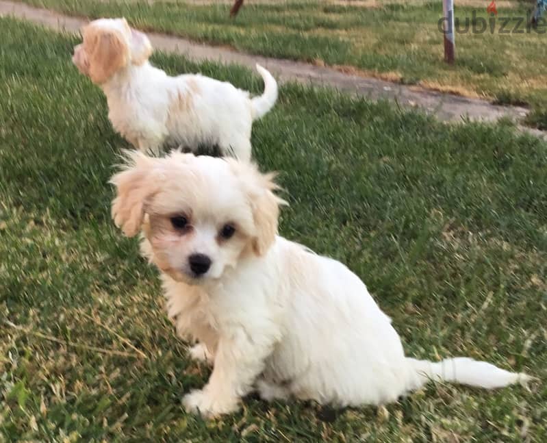 Whatsapp me +96555207281 Bichon Frise  puppies for sale 1