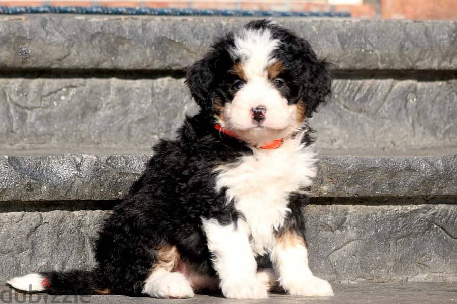 Whatsapp me +96555207281 Bernedoodle puppies for sale 0