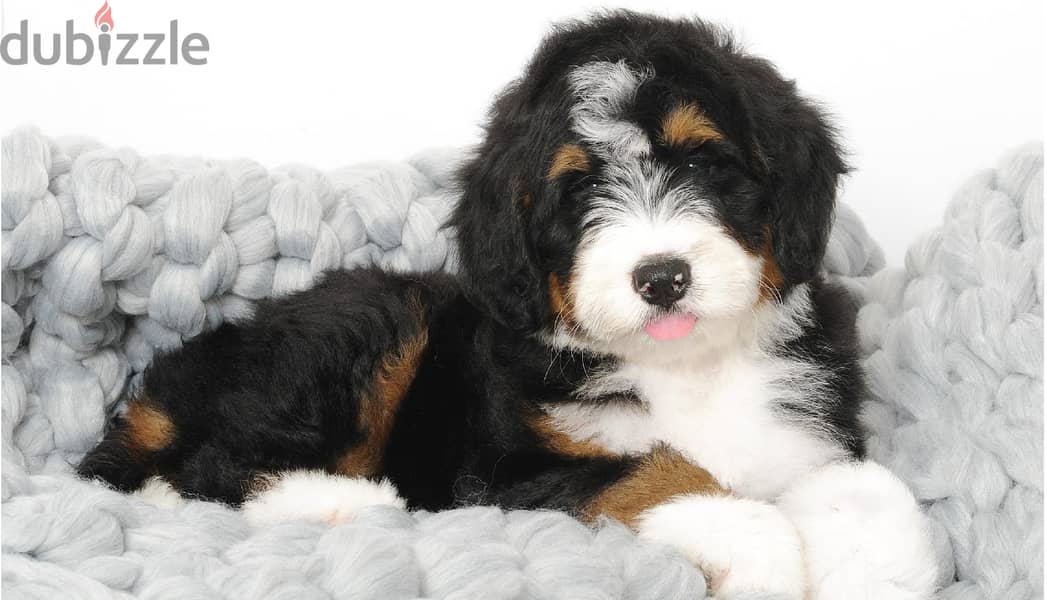 Whatsapp me +96555207281 Bernedoodle puppies for sale 1