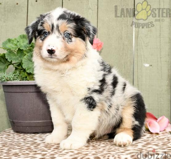 Whatsapp me +96555207281 Australian Shepherd  puppies for sale 1