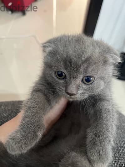 Scottish Fold Kittens For Sale