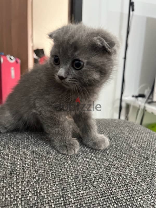 Scottish Fold Kittens For Sale 1