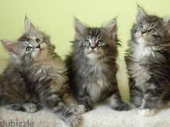 Whatsapp me +96555207281 Pure Maine Coon kittens for sale 0