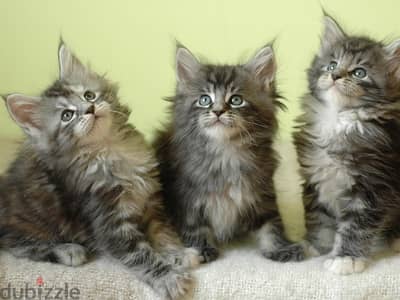 Whatsapp me +96555207281 Pure Maine Coon kittens for sale