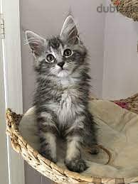 Whatsapp me +96555207281 Pure Maine Coon kittens for sale 2