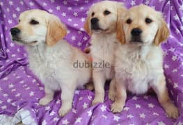 Whatsapp me +96555207281 Golden Retriever puppies for sale 0