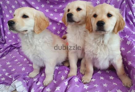 Whatsapp me +96555207281 Golden Retriever puppies for sale