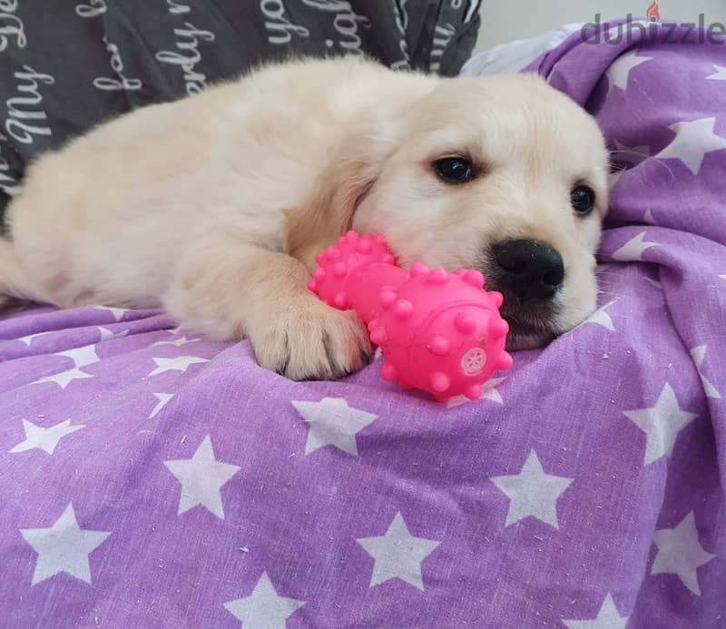 Whatsapp me +96555207281 Golden Retriever puppies for sale 2