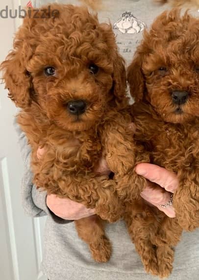 Whatsapp me +96555207281 Lovely Toy poodle  puppies for sale 2