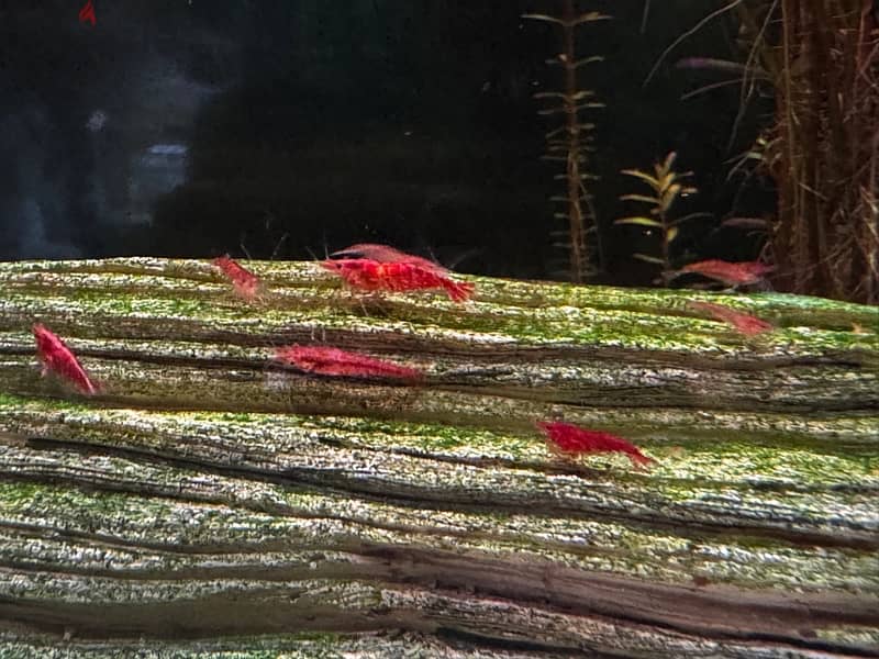 Red shrimp 1