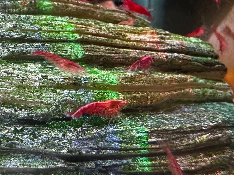 Red shrimp 2