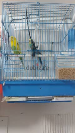 birds for sale (urgent sale going india ) 0