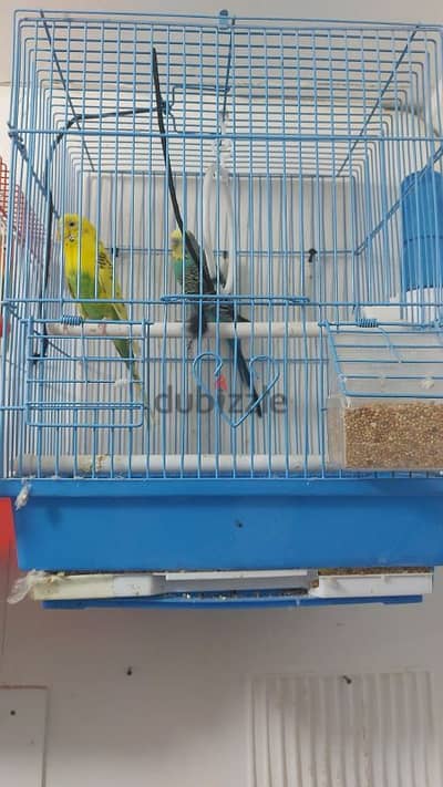 birds for sale (urgent sale going india )