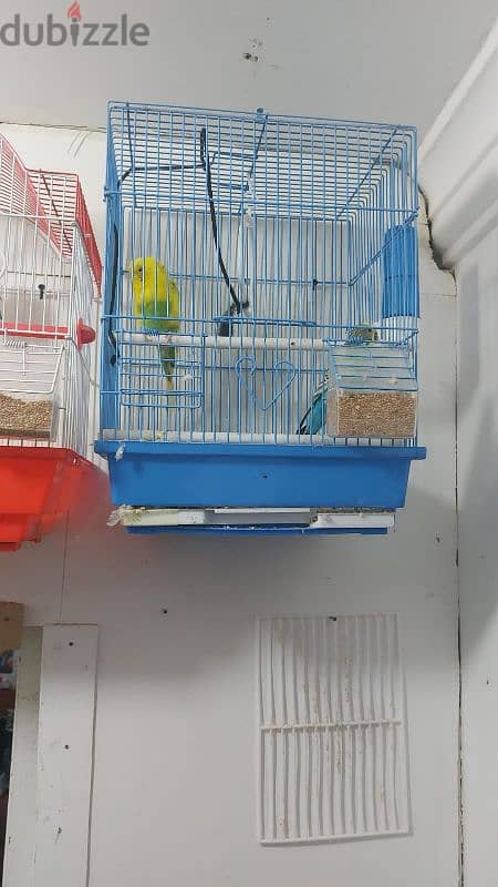 birds for sale (urgent sale going india ) 1