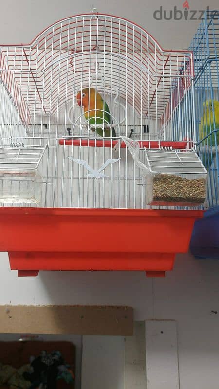 birds for sale (urgent sale going india ) 2