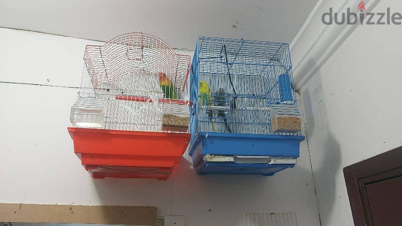 birds for sale (urgent sale going india ) 3