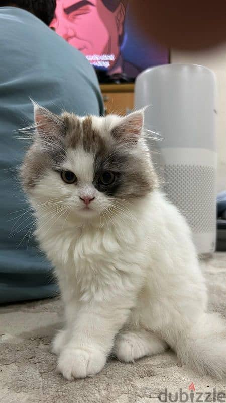 female adorable cat 6