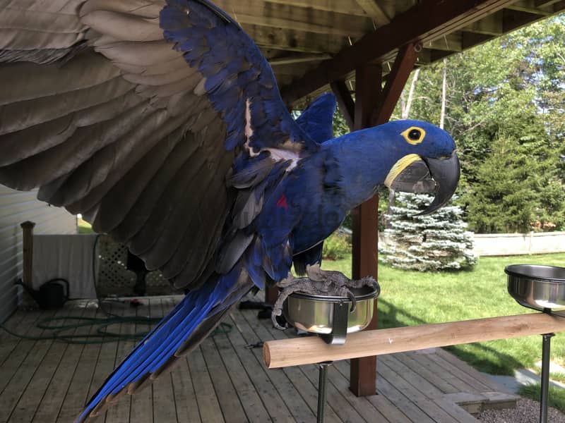 Whatsapp me +96555207281 Two Hyacinth Macaw parrots for sale 1