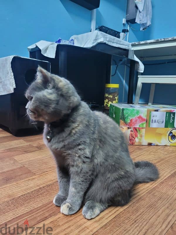 Persian cat for sale 5 months old female 1