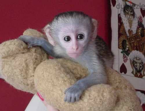 Whatsapp me +96555207281 Capuchin monkeys for sale 1