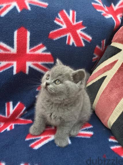 Whatsapp me +96555207281 British shorthair kittens for sale 0