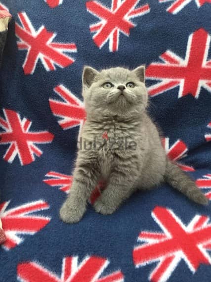 Whatsapp me +96555207281 British shorthair kittens for sale 1