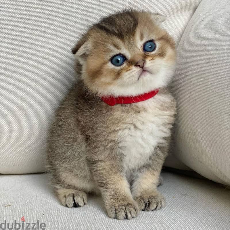 Whatsapp me +96555207281 Scottish Fold  Kittens for sale 1