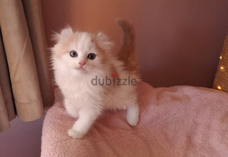 Whatsapp me +96555207281 American Curl kittens for sale 1