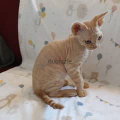 Whatsapp me +96555207281 Devon Rex kittens for sale 0