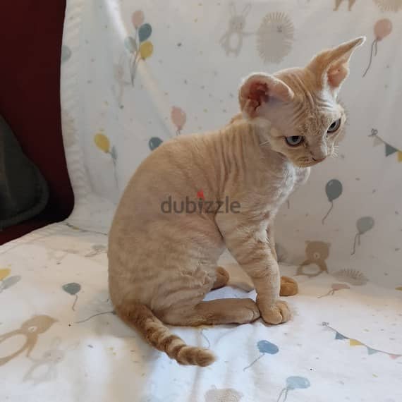 Whatsapp me +96555207281 Devon Rex kittens for sale 0