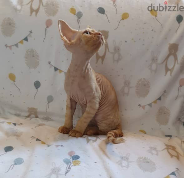 Whatsapp me +96555207281 Devon Rex kittens for sale 1