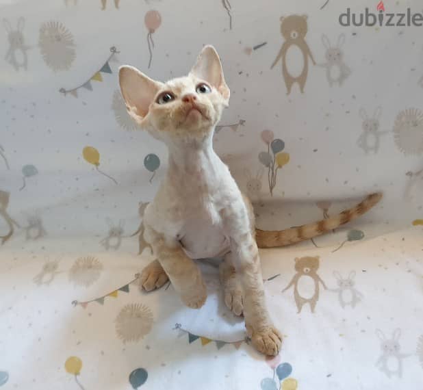 Whatsapp me +96555207281 Devon Rex kittens for sale 2