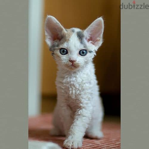 Whatsapp me +96555207281 Devon Rex kittens for sale 4