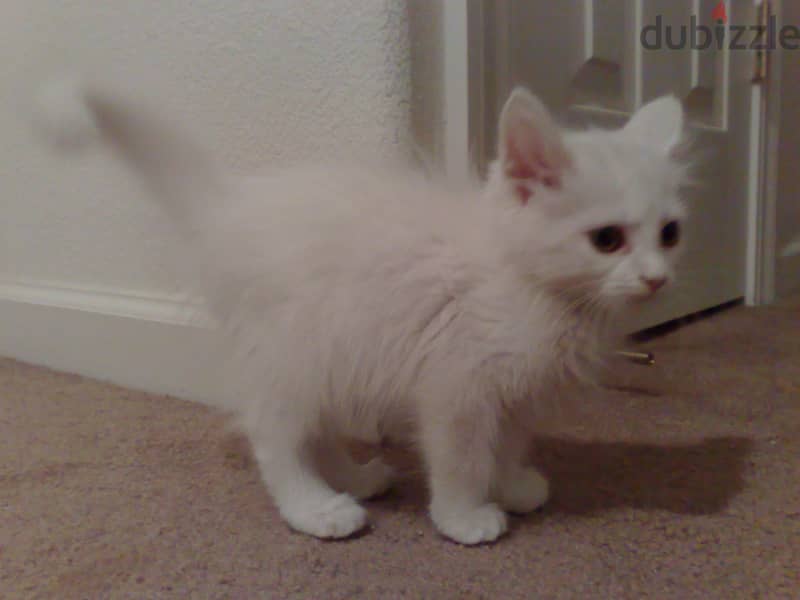 Whatsapp me +96555207281 Turkish Angora  kittens for sale 1