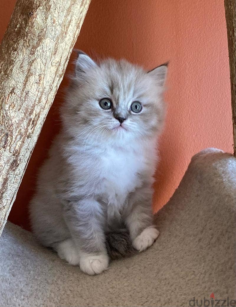 Whatsapp me +96555207281 Ragamuffin kittens for sale 2