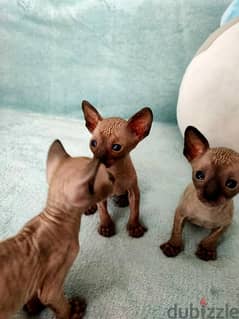 Whatsapp me +96555207281 Cornish Rex kittens for sale 0