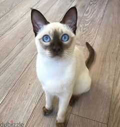 Whatsapp me +96555207281 Tonkinese kittens for sale 0