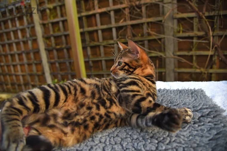 Whatsapp me +96555207281 Toyger kittens for sale 1