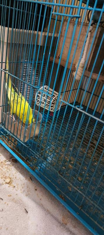 bird's for sale 0