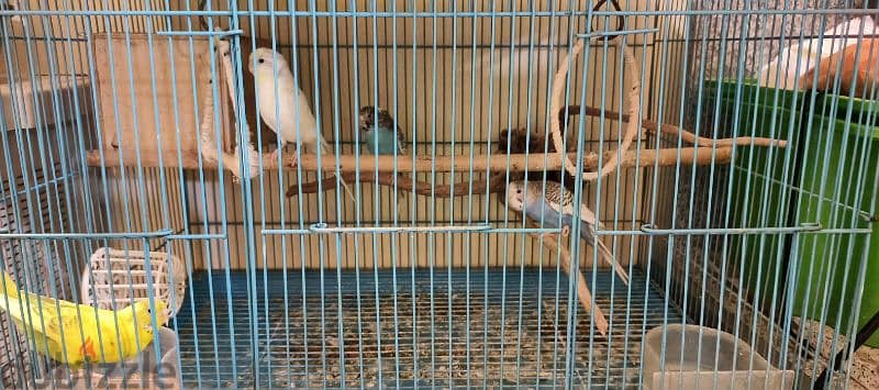 bird's for sale 2