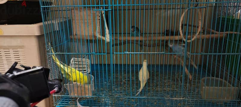 bird's for sale 3