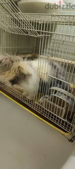 angora rabbit 0