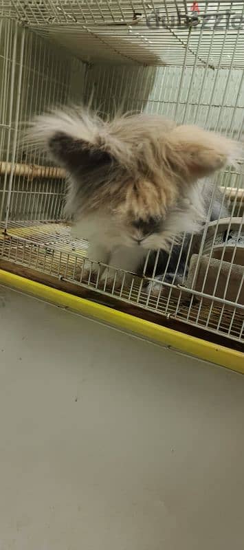 angora rabbit 1