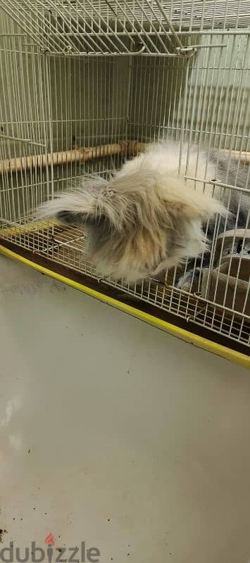 angora rabbit 2