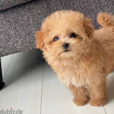 Poodle Puppy